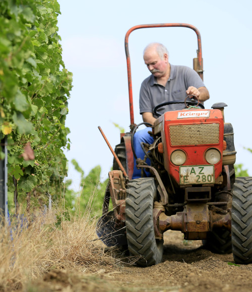 © Weingut Runkel | Weingut | 