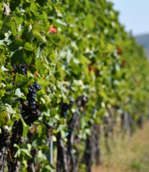 © Pixabay/AnthonyBohunsky | Weinanbau | 